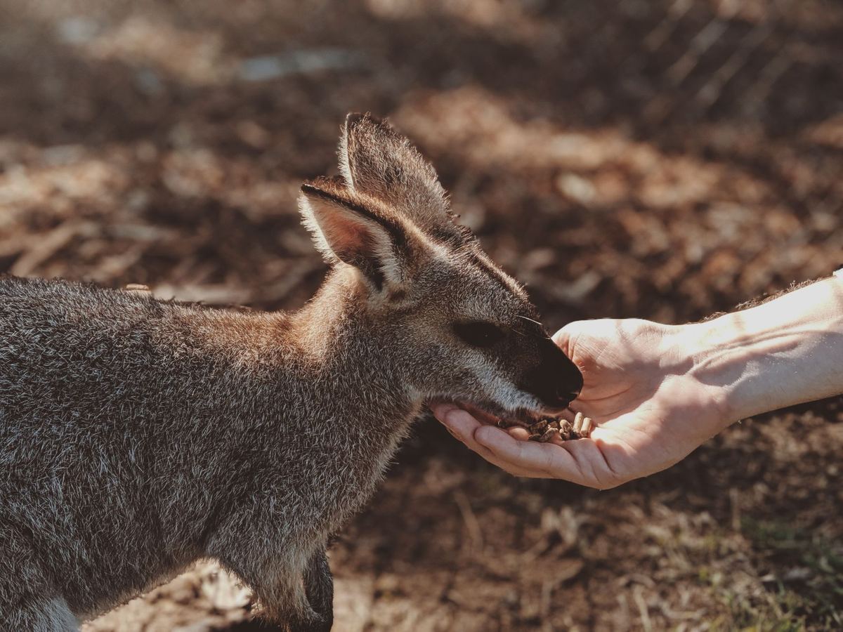 kangaroo koala australia